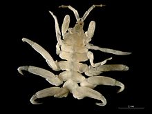 Cyamus boopis (dorsal).jpg