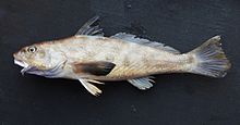 Menticirrhus americanus2.jpg