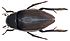 Hydrophilus piceus (Linné, 1758) female (4035156238).jpg