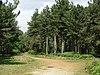 Dunwich Forest