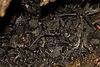 Southern short-tailed bats, Mystacina tuberculata.jpg