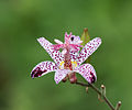 Tricyrtis formosana au Jardin Alpin.jpg