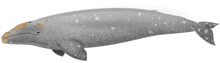 Grauwal.png