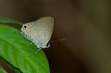 Sinthusa nasaka Garo Hills Meghalaya.jpg