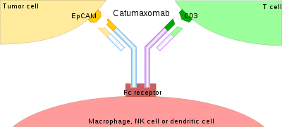 Catumaxomab mechanism.svg