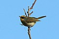 Black-faced warbler (Abroscopus schisticeps schisticeps) Phulchowki.jpg