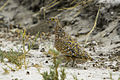 Burchell's Sandgrouse - Etosha 0010.jpg