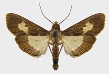 Diaphania nitidalis adult.jpg