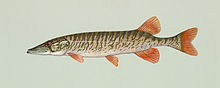 Esox americanus americanus.jpg