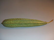 Luffa acutangula1.jpg