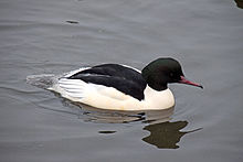 Mergus merganser -Sandwell -England -male-8.jpg