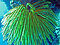 Comasteridae - Oxycomanthus bennetti-003.jpg