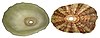 Fissurella nimbosa Linné, 1758 (4426866577).jpg