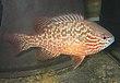 Lepomis megalotis 2.jpg