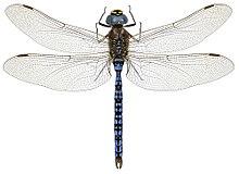 Aeshna caerulea.jpg