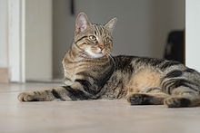 European shorthair procumbent Quincy.jpg