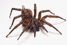 Female Banded tunnelweb spider (Hexathele hochstetteri) - (2).jpg