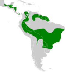 Leptopogon amaurocephalus map.svg