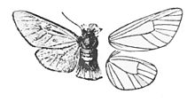 Psycharium pellucens 1.jpg