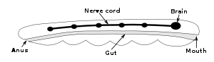 A rod-shaped body contains a digestive system running from the mouth at one end to the anus at the other. Alongside the digestive system is a nerve cord with a brain at the end, near to the mouth.