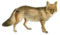 Dogs, jackals, wolves, and foxes (Plate XVII).png