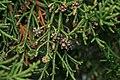 Athrotaxis cupressoides (31258346526).jpg