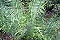 Encephalartos inopinus 1zz.jpg