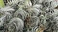 Tillandsia regnellii brazil