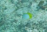 Chaetodon ocellatus - spotfin butterflyfish - Bay of Pigs - Cuba.jpg