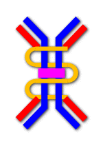 Dimeric IgA schematic 01.svg