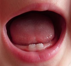 D-Md incisors.jpg