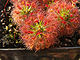 Drosera roseana.jpg