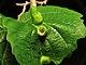 Witch Hazel Cone Gall Aphid - Flickr - treegrow (2).jpg