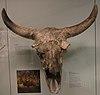 Bison schoetensacki skull
