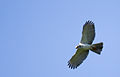Grey goshawk 1 (21894521433).jpg