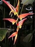 Heliconia collinsiana BotGardBln271207E.jpg