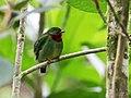 Pipreola chlorolepidota - Fiery-throated Fruiteater - male (cropped).jpg