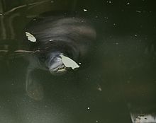 Amazonian manatee (Trichechus inunguis).jpg