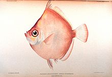 Antigonia steindachneri.jpg