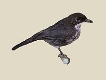 Frasers Forest Flycatcher specimen RWD.jpg