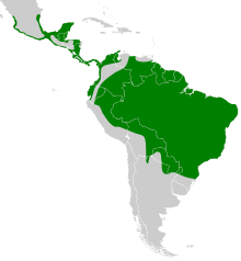 Micrastur semitorquatus map.svg