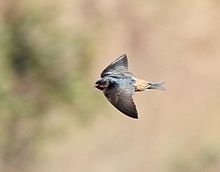 Petrochelidon rufigula, tussen Kuito en Bié, Birding Weto, a.jpg