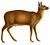 Moschus chrysogaster white background.jpg