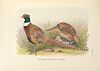 A monograph of the pheasants (10052458474).jpg