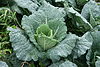 Savoy Cabbage.jpg
