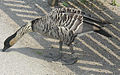 Branta sandvicensis -WWT Slimbridge, Gloucestershire, England-8a.jpg