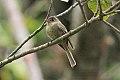 Jamaican Pewee (Contopus pallidus) (8082126311).jpg