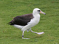 Laysan Albatross RWD8a.jpg
