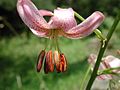 Lilium sp. (flower).jpg