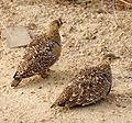 Pterocles bicinctus -Kruger National Park, South Africa -two-8.jpg